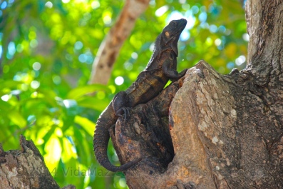 Another iguana