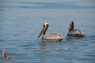 Pelicans at the embarcadero of the water taxi