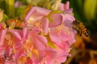 Bees love the new Botanic Garden