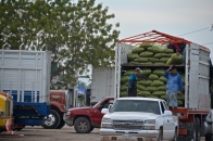 Loading a truck with produce